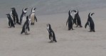 Pinguïns in Boulder