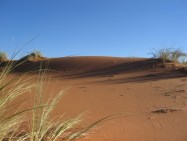 De wandeling in de duinen was zeer de moeite waard!