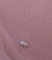 Het zand was zo fijn dat je de sporen van kleine kevertjes goed kon zien.